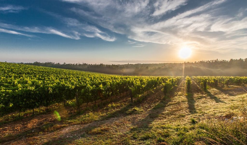 Amidst the iconic landscape of rolling hills, stone farmhouses, and lines of cypress trees framing celebrated vineyards, your senses will be awakened in Tuscany.