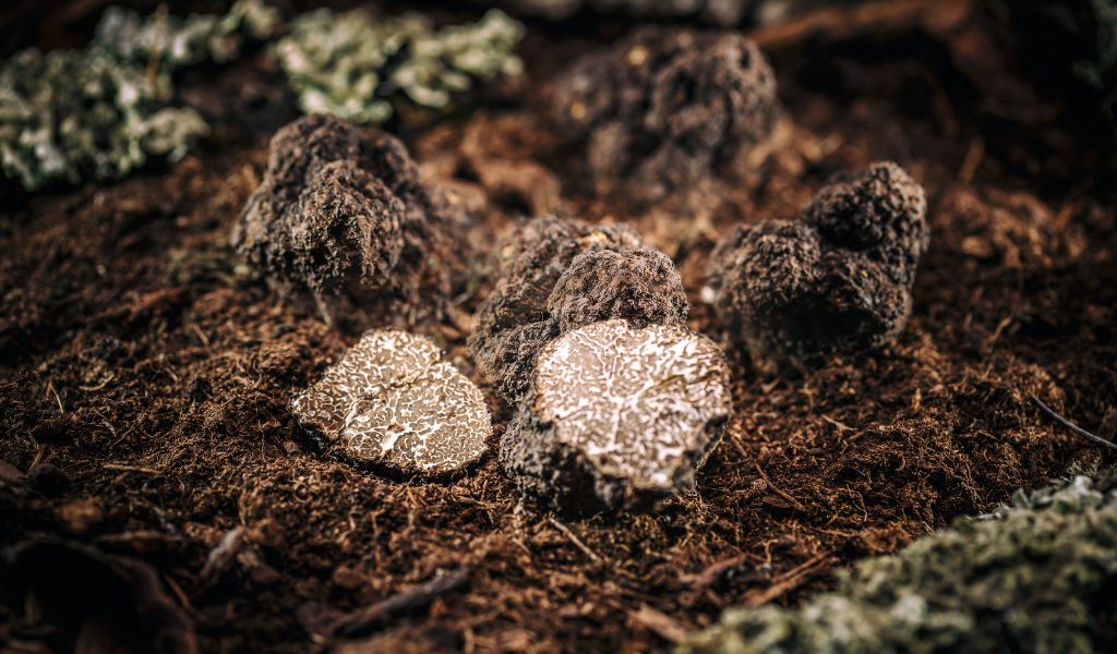 Some truffles found in Barolo, Italy