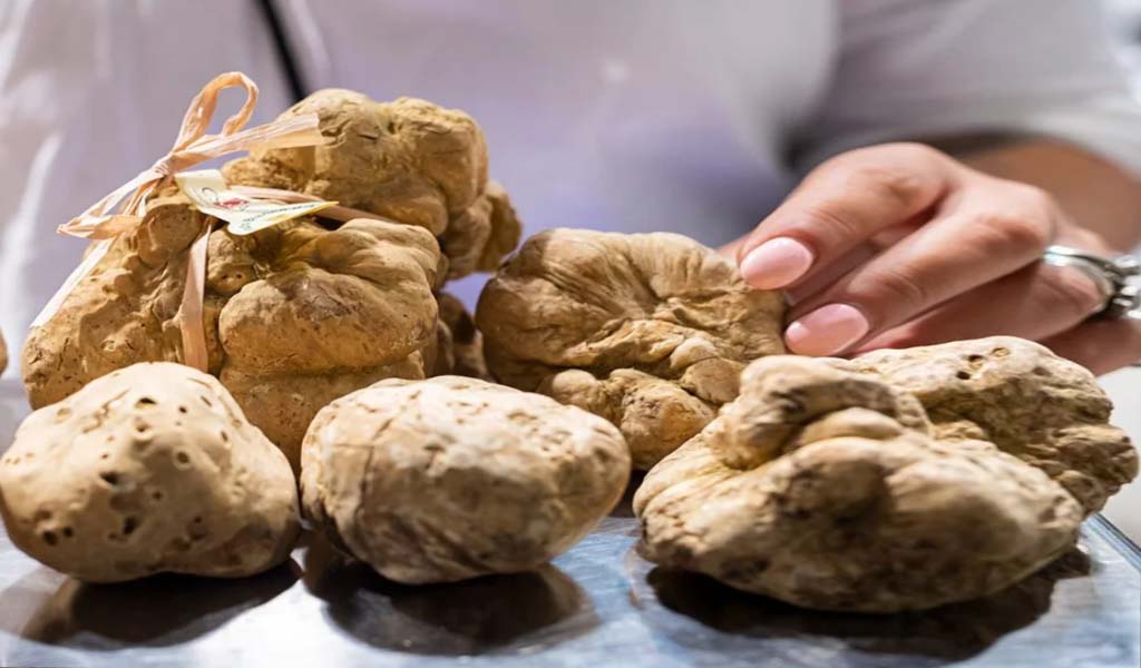 White Truffles Served by The Chef During Alba White Truffle Fair.