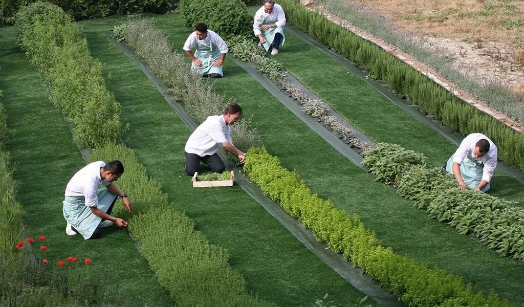 A group of people harvest fresh herbs and vegetables on their farm.