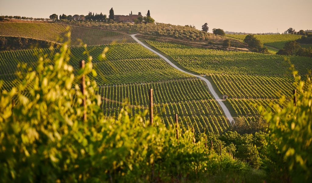 Italian vineyard landscape during sunset.