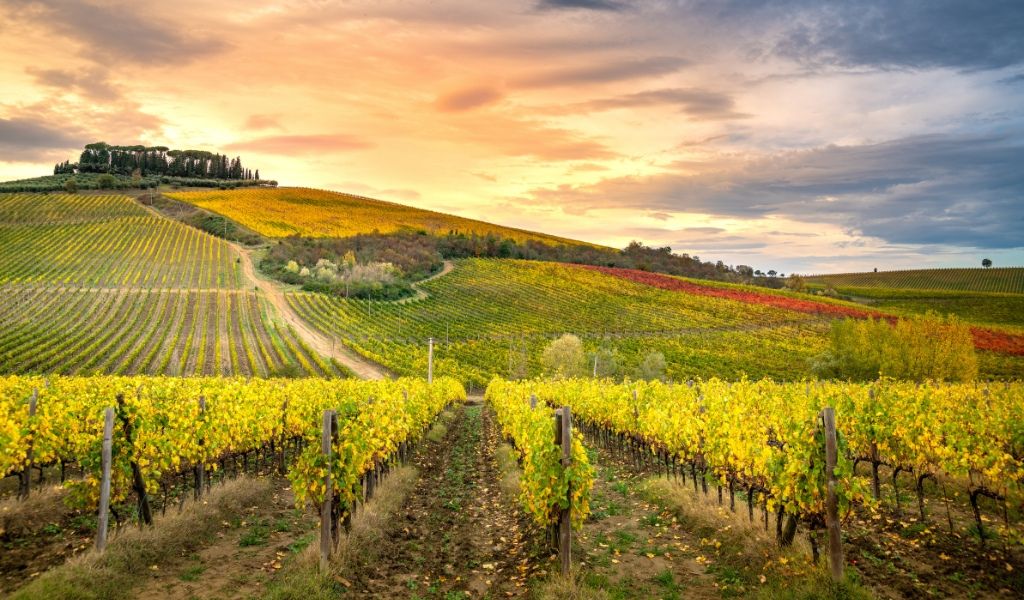 A beautiful vineyards in Tuscany during sunset.