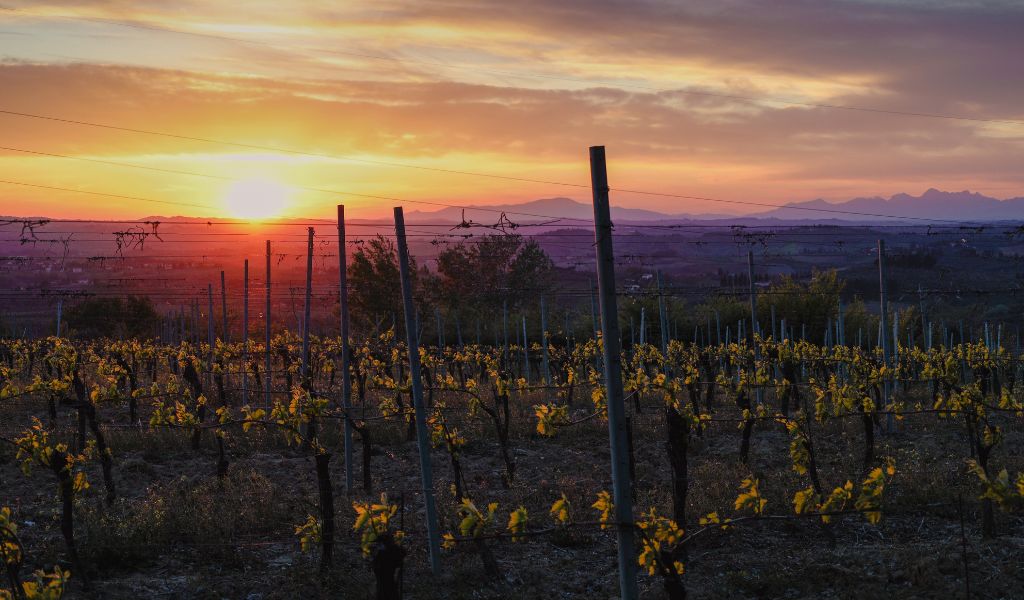Italy is the perfect country for luxury wine tasting experiences.