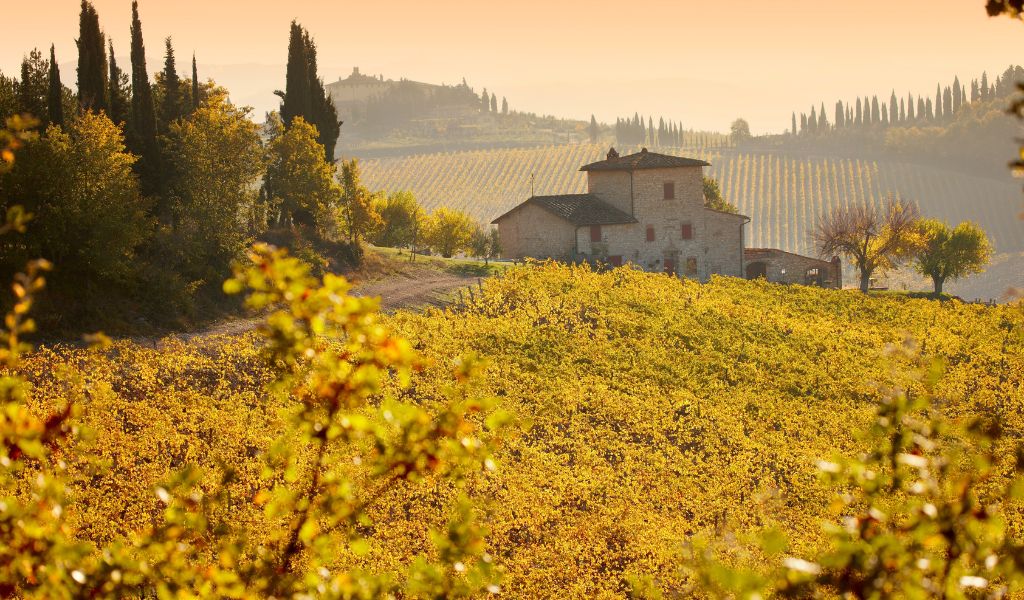 A vineyard in Tuscany made available for private tours