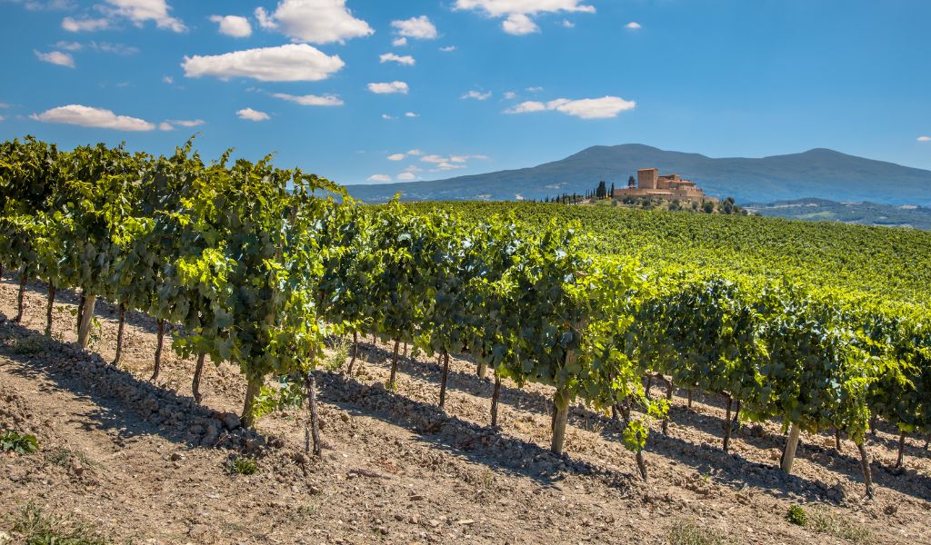 A vineyard in Tuscany visited via a private tour