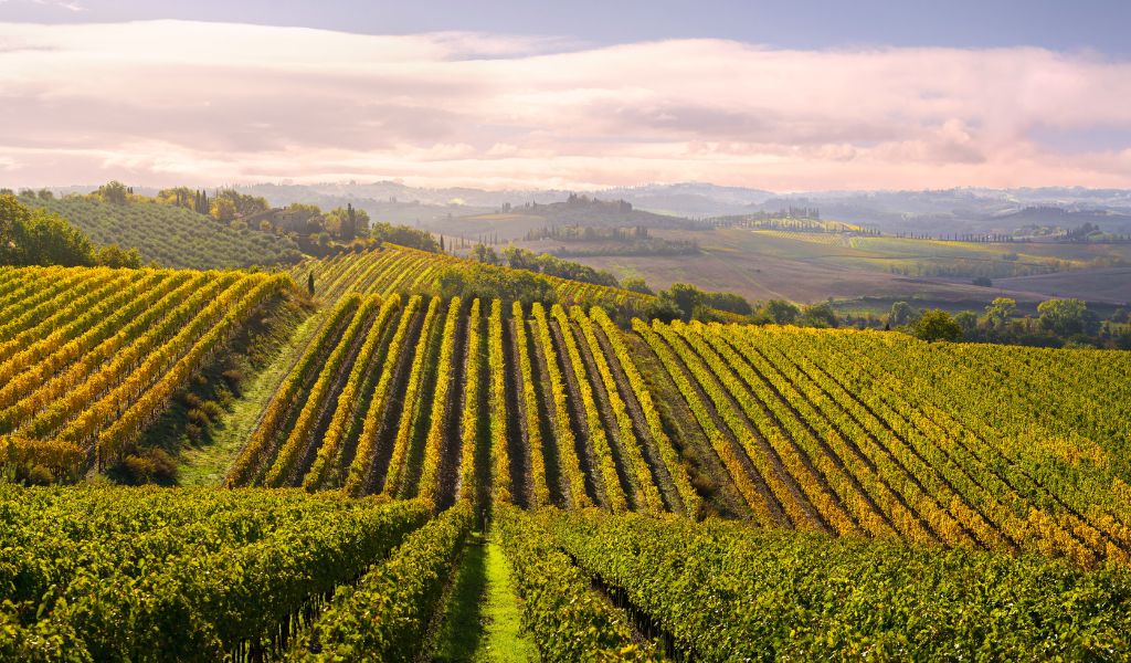 A beautiful Tuscan countryside where you can take a private wine tour