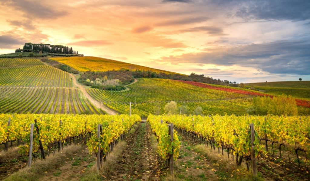 Breathtaking view of vineyards during daylight in Chianti
